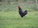 Gallo solitario.JPG