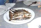 SARDINITAS.jpg