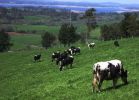 IMGP6192_Vacas_pastando_con_el_embalse_de_Fervenza_al_fondo_.JPG